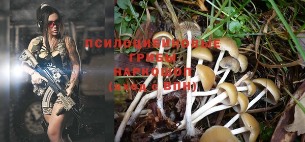прущие грибы Няндома